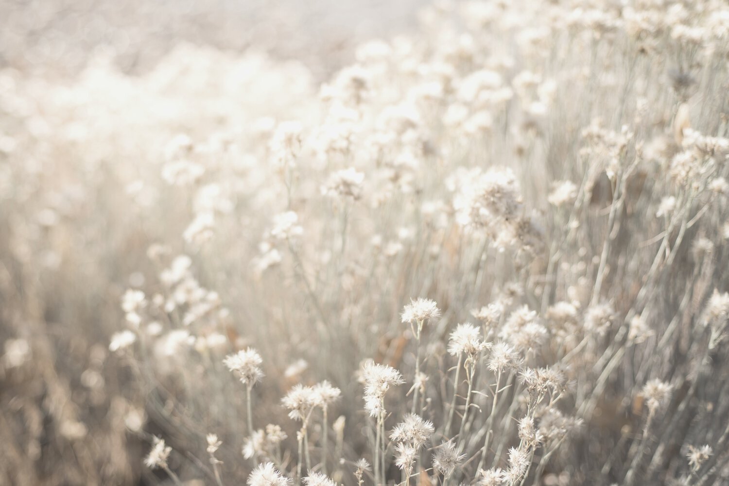 White Flower Field